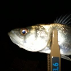 たのいしぃーなぁ~