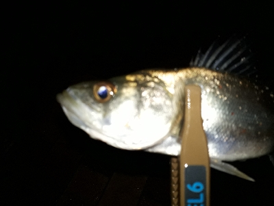 たのいしぃーなぁ~