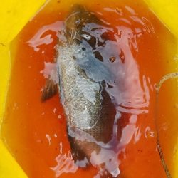 グレ釣り　～グレ、31センチ！～