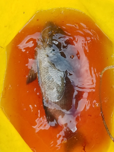 グレ釣り　～グレ、31センチ！～