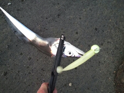 太刀魚シーズン終了戦