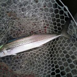 サゴシ狙い的中