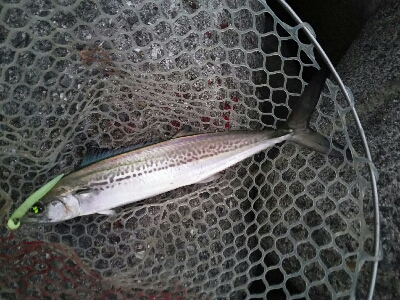 サゴシ狙い的中