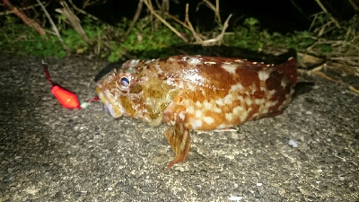 根魚狙い