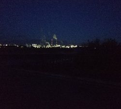 今日は初コノシロフィッシュ