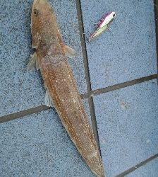 フラットフィッシュ狙いでしたがさっぱり