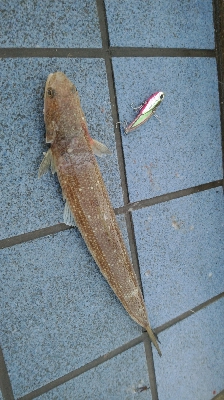 フラットフィッシュ狙いでしたがさっぱり