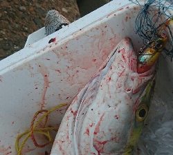 セットアッパーで初