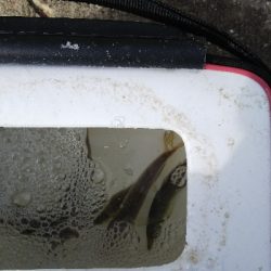 タチウオ不発、のませ不発