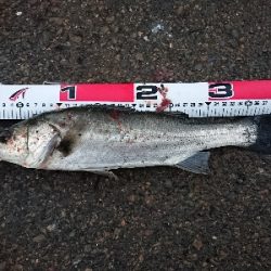 雪舞う中 釣り納め