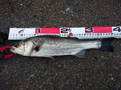 雪舞う中 釣り納め