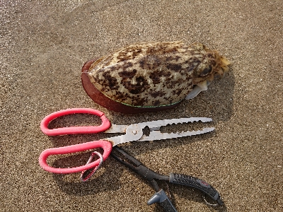 コウイカマンション2号館