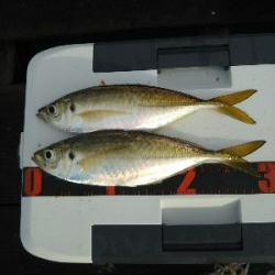 サゴシカッターの嵐