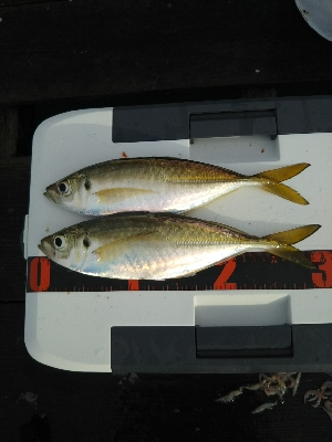 サゴシカッターの嵐