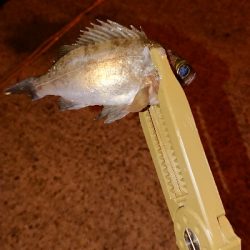 メバリング調査