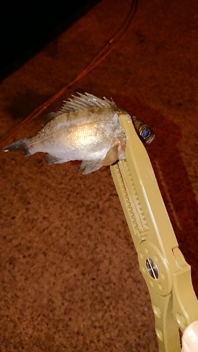 メバリング調査