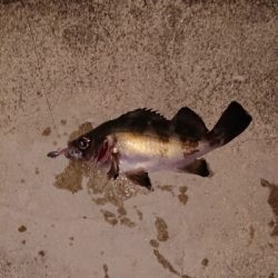 メバリング調査