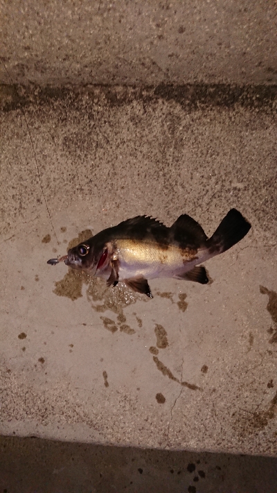 メバリング調査