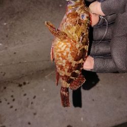 メバリングのつもりが