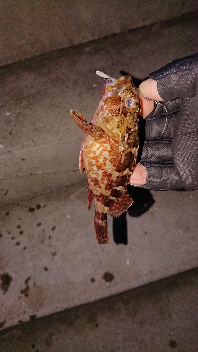 メバリングのつもりが