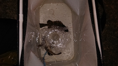 今年最後のメバリング