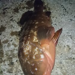 アコウにガシラ