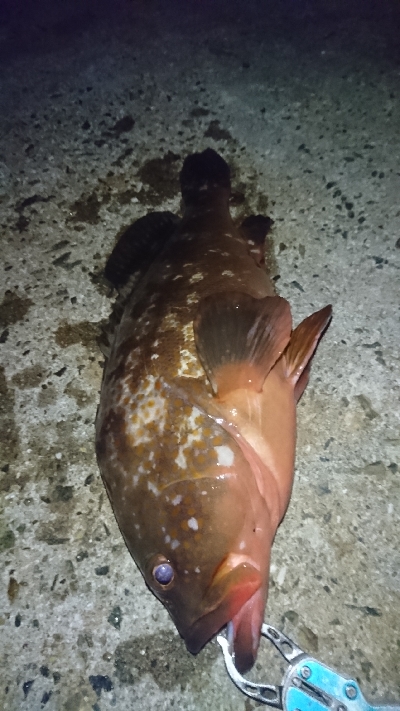 アコウにガシラ