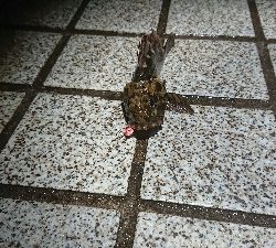 メバリング なかなかの渋さ