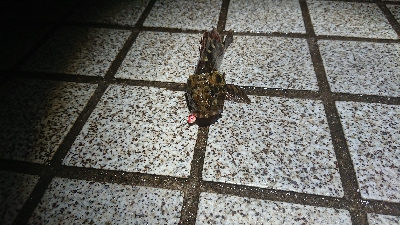 メバリング なかなかの渋さ