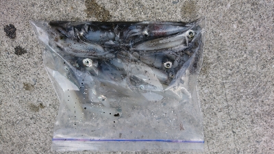 寒さにも負けず