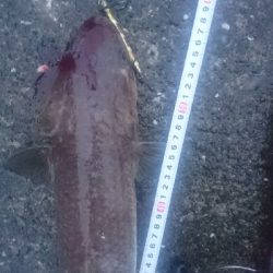 野見漁港 ショアジギング