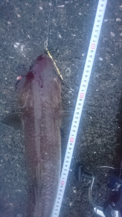 野見漁港 ショアジギング