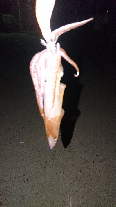 まだ釣れ釣れる