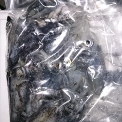 まだヒイカ釣れてました