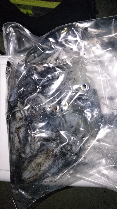 まだヒイカ釣れてました