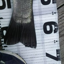 爆風ヒラスズキ！