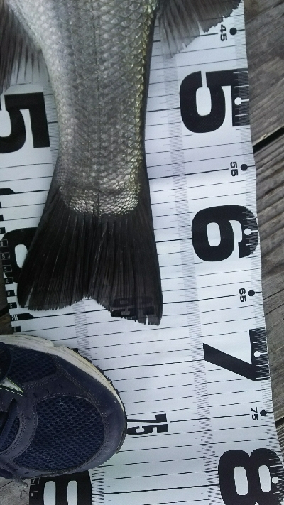 爆風ヒラスズキ！