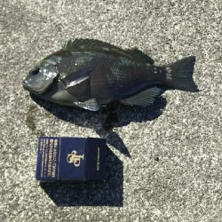 エサとりだらけ…