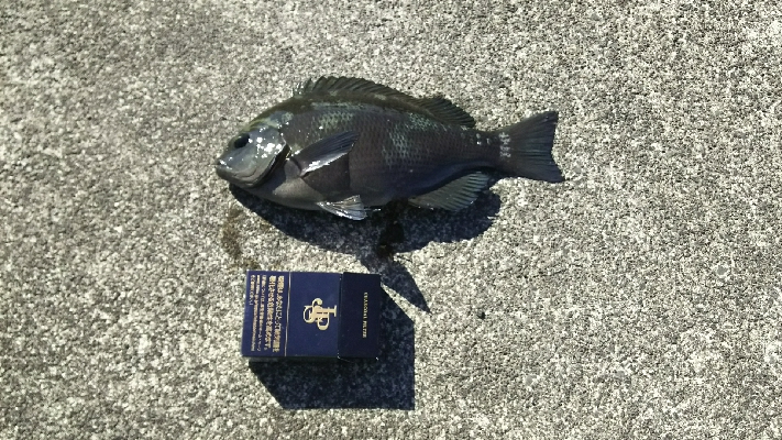 エサとりだらけ…