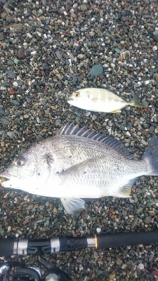 仁淀川河口サーフショアジギング