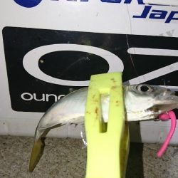 まだまだ数釣り