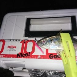 まだまだ浅場でアジ、サバ