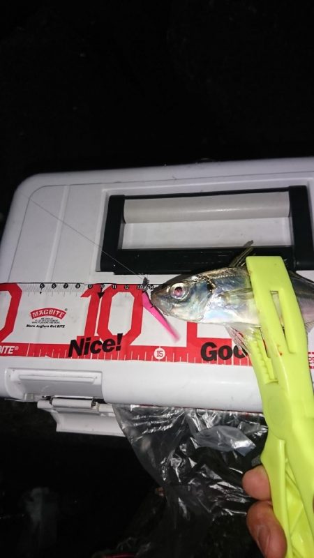 まだまだ浅場でアジ、サバ