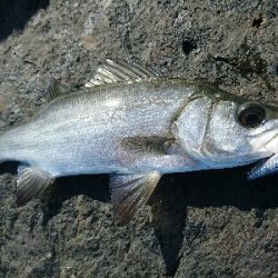 ひっさびさの釣り