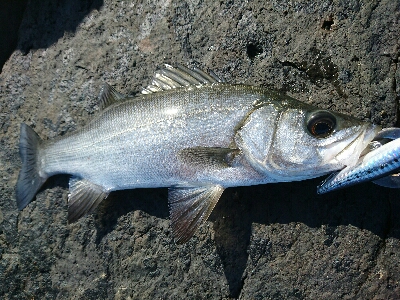 ひっさびさの釣り