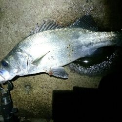 ヒラスズキ爆釣w