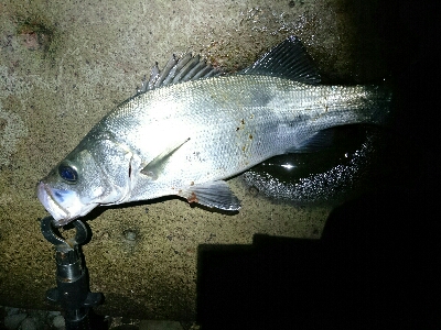 ヒラスズキ爆釣w