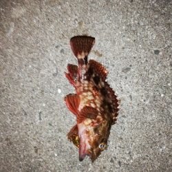 寒いが激熱ライトゲーム？