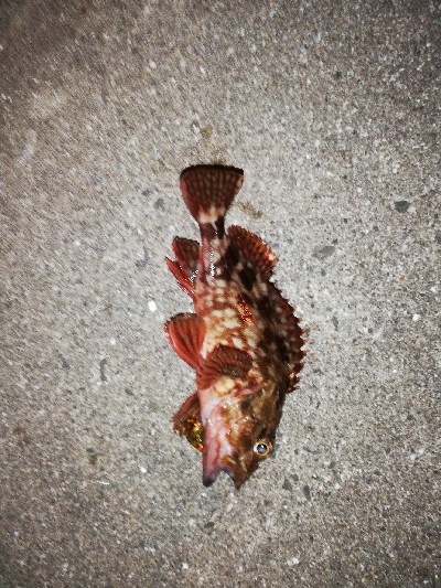 寒いが激熱ライトゲーム？