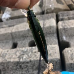 青物釣り